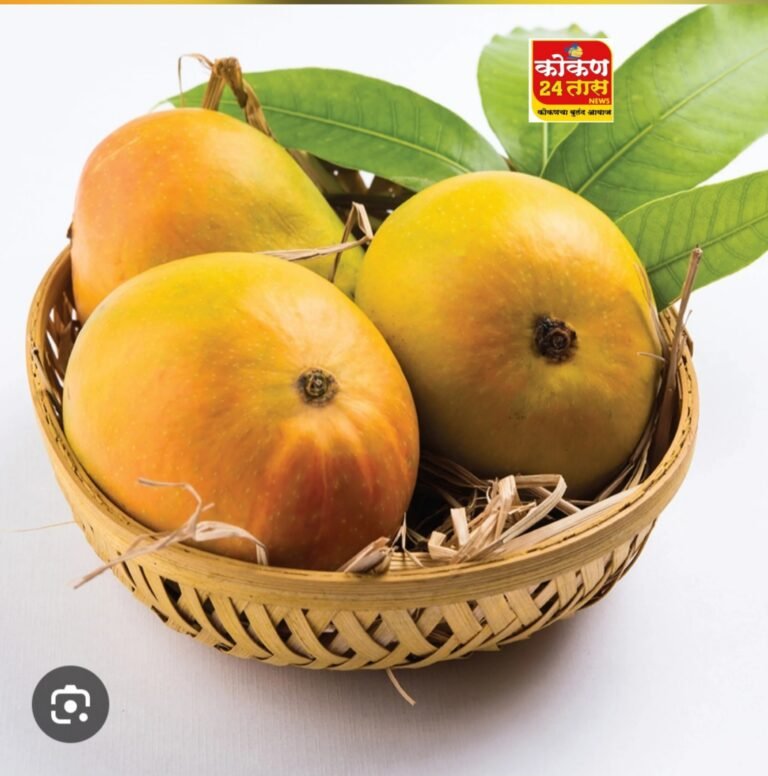 आंबा पिकांचे नुकसान झाल्यास 72 तासात विमा कंपनीस टोल फ्री 14447 वर किंवा कृषी विभागास तक्रार दाखल करावी